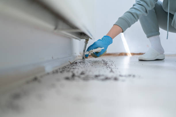 Wasp Removal Services in Middlesborough, KY